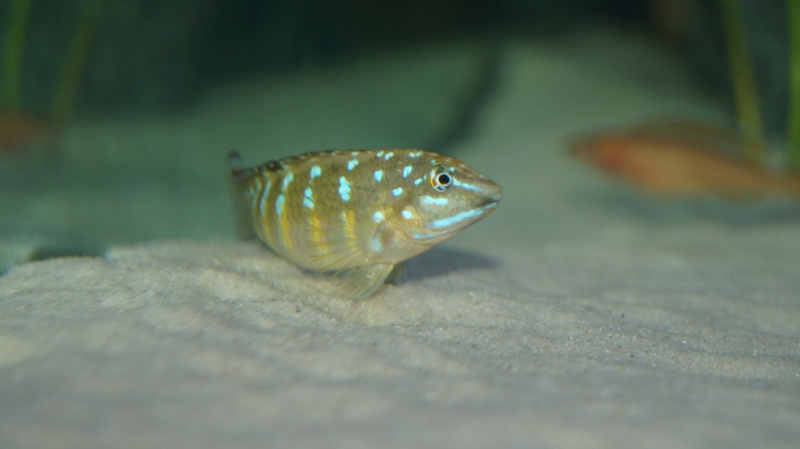 Tanganicodus cf. irsacae 'Tembwe (Deux)'